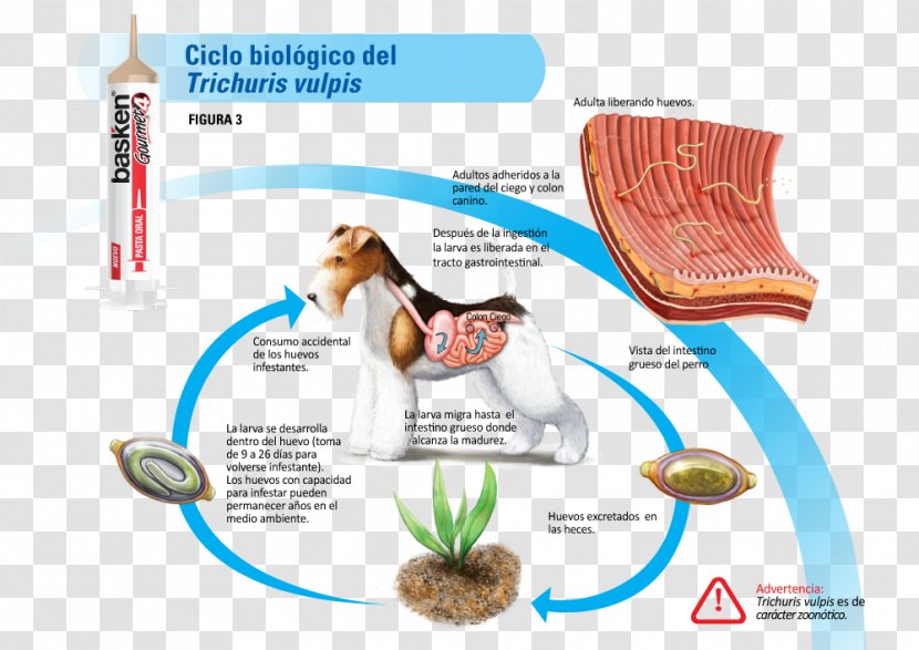 Human Whipworm Trichuris Vulpis Roundworms Biological Life Cycle - Dog Transparent PNG