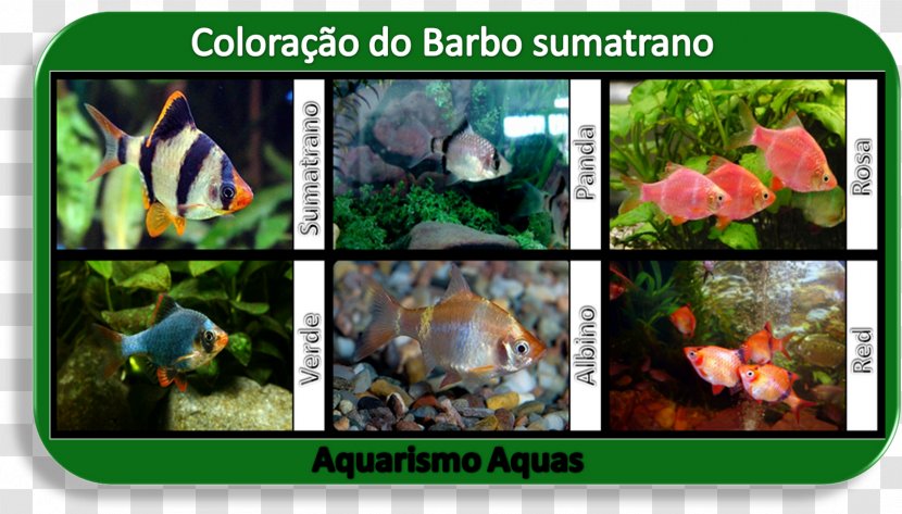 Tiger Barb Fish Aquariums Puntius - Barbus Transparent PNG