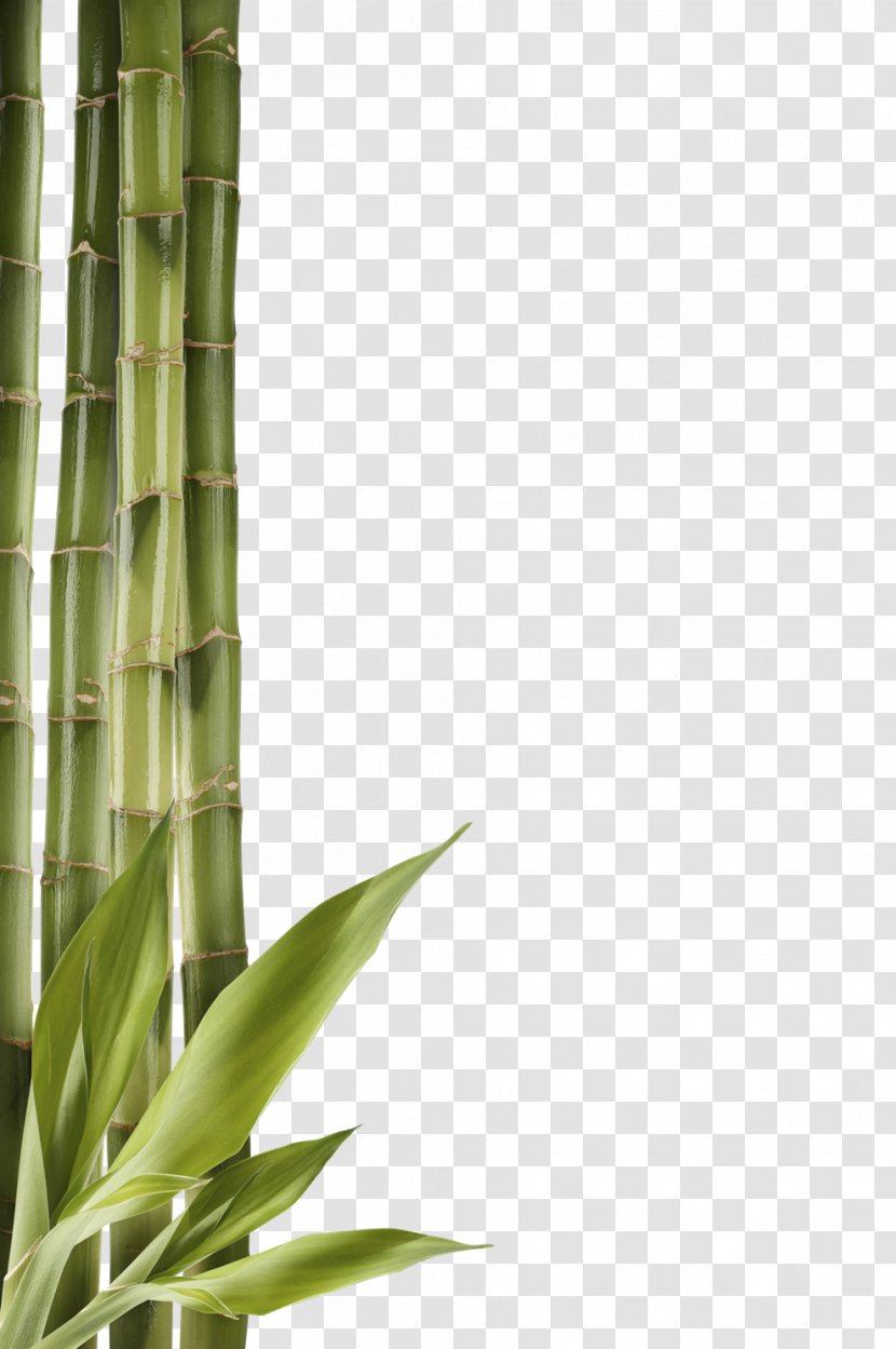 Bamboo Clip Art - Grass Family - Clipart Transparent PNG
