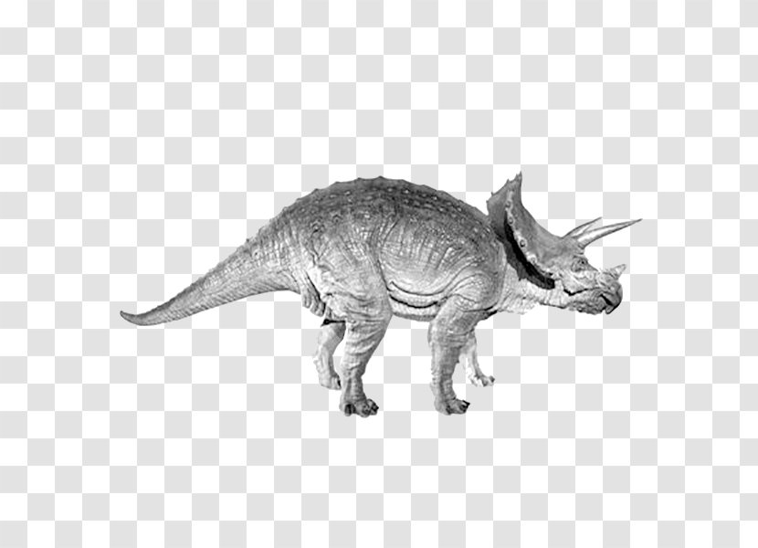 Triceratops Tyrannosaurus Dinosaur - Animal Transparent PNG