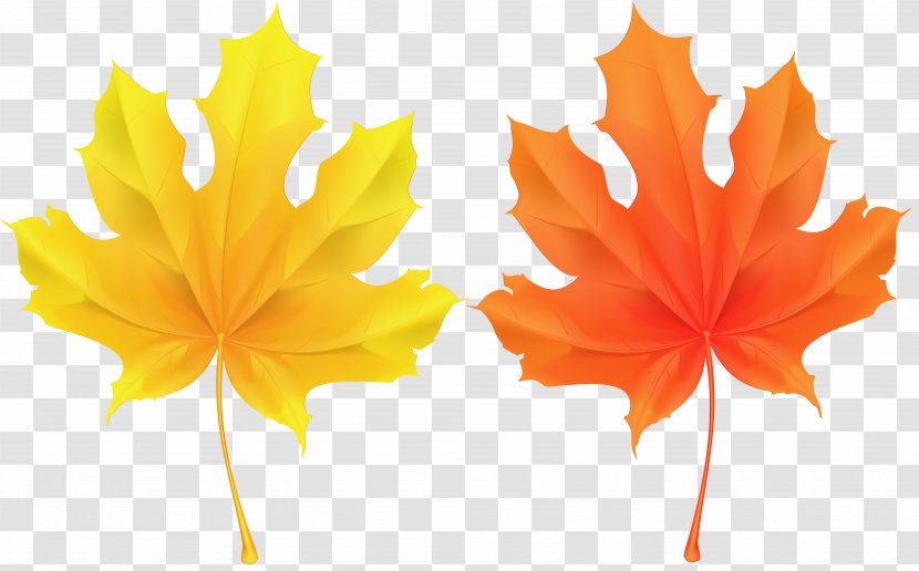 Bitter Orange Rutaceae Peel - Maple Leaf - Autumn Deco Leaves Clip Art Image Transparent PNG