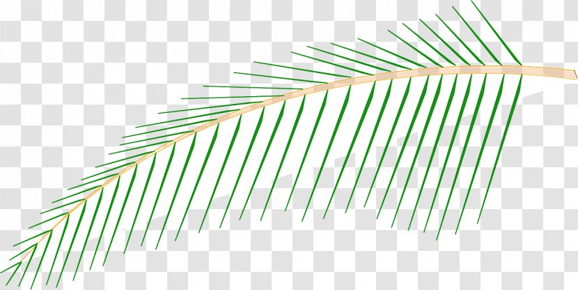 Line Grasses Angle - Arecaceae - Coconut Tree Transparent PNG