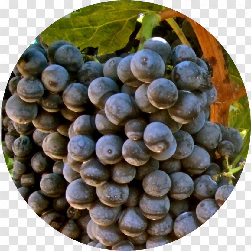 Grape Alicante Bouschet Red Wine Vitis Aestivalis Transparent PNG