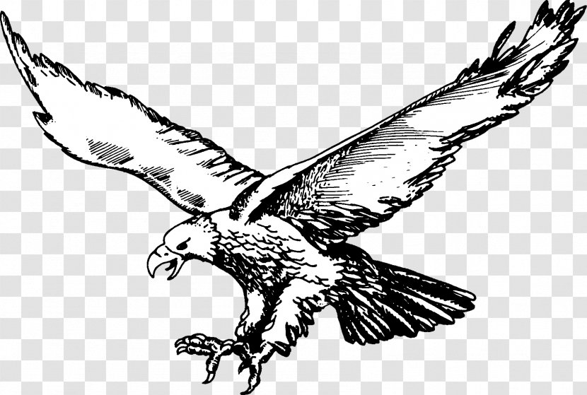 Bald Eagle National Secondary School Hahn Air Base Philadelphia Eagles Basketball - Hawk - Philippine Transparent PNG