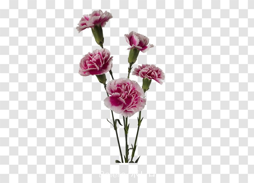 Garden Roses Carnation Cabbage Rose Cut Flowers Pink - Flowering Plant - Trendy Flower Transparent PNG