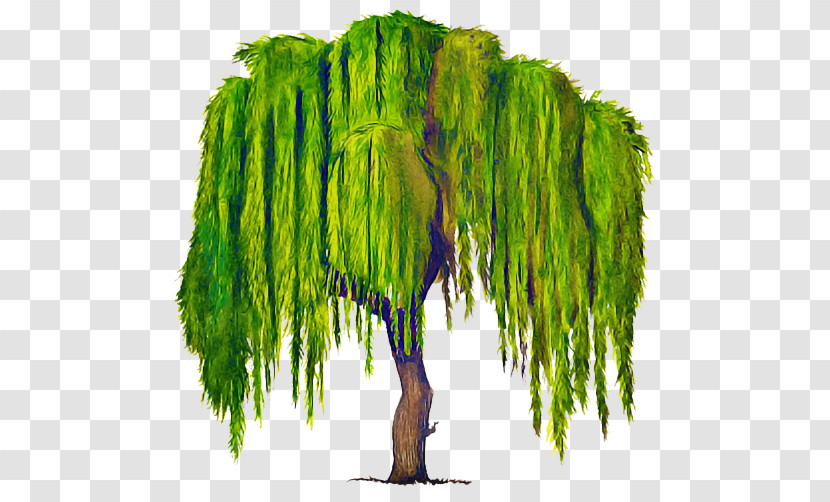 Green Tree Willow Plant Woody Plant Transparent PNG