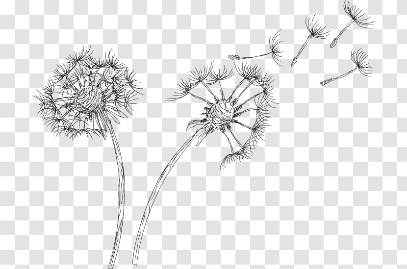 Drawing Common Dandelion Clip Art - Taraxacum Platycarpum Transparent PNG