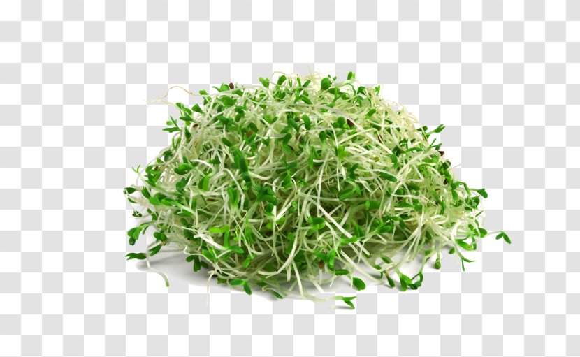 Sprouting Broccoli Sprouts Seed Alfalfa Microgreen - Leaf Vegetable Transparent PNG
