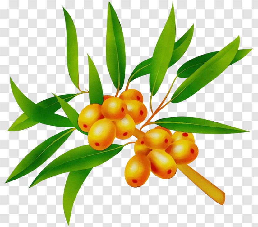 Plant Leaf Flower Fruit Tree - Paint - Superfruit Food Transparent PNG