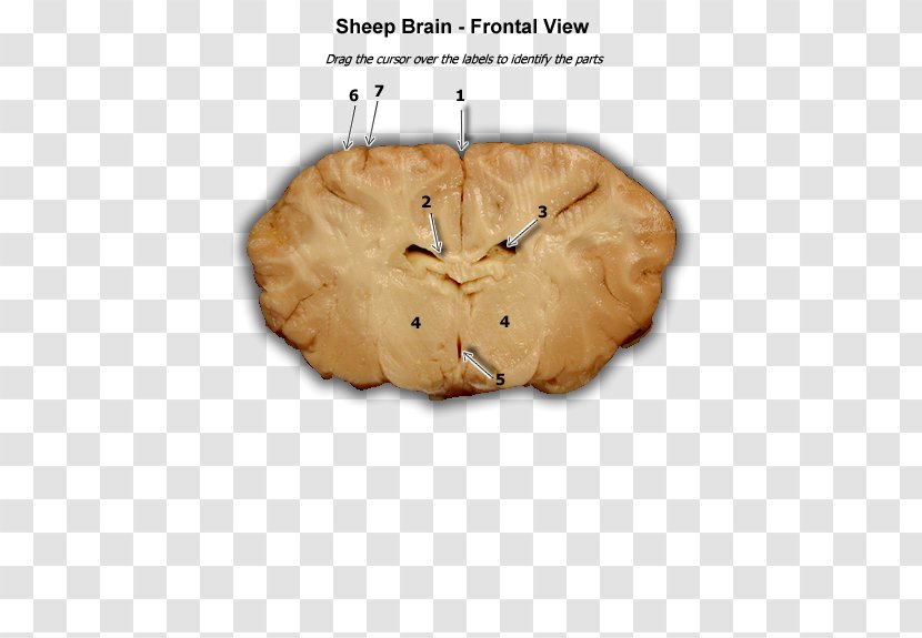 Human Brain Sheep Frontal Lobe Lobes Of The - Heart Transparent PNG