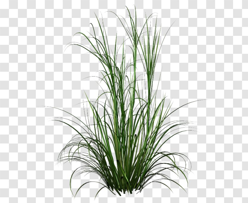 Fountain Grass Ornamental Clip Art - Rendering - Plantes Transparent PNG