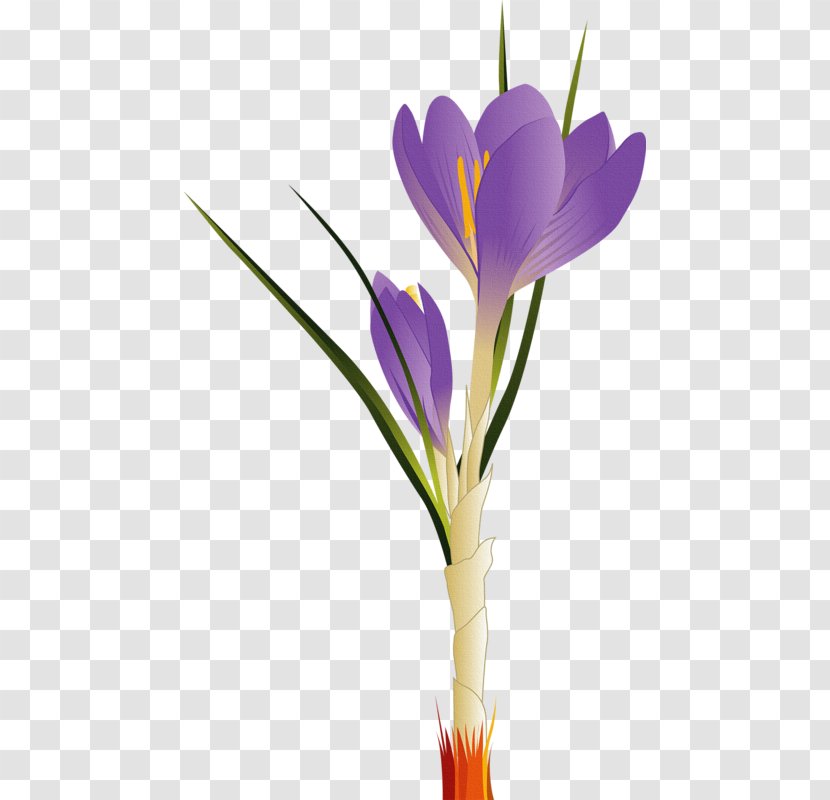 Tulip Flower Clip Art - Cut Flowers Transparent PNG