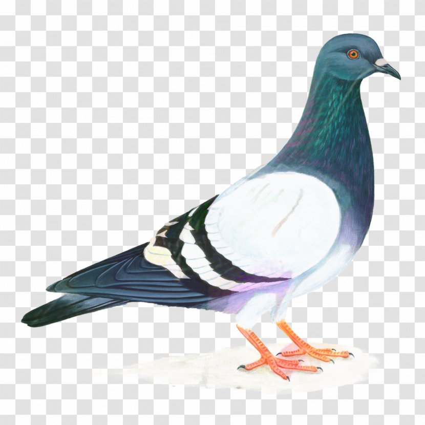 Dove Bird - Beak - Feather Stock Transparent PNG