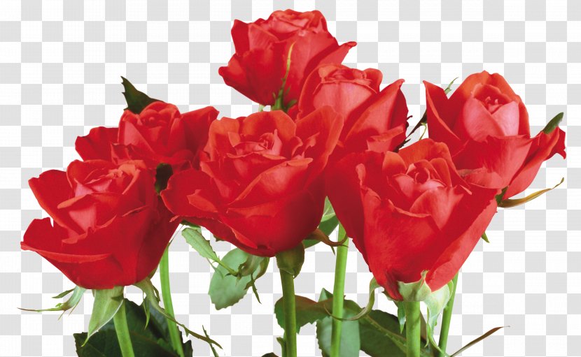 Love Rose Flower - Order - Herbaceous Plant Bud Transparent PNG