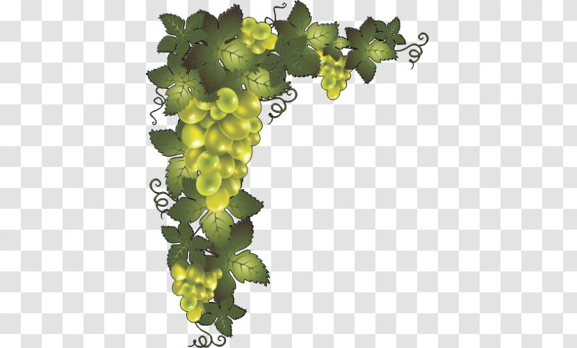 Common Grape Vine Borders And Frames Clip Art Image - Leaves Transparent PNG