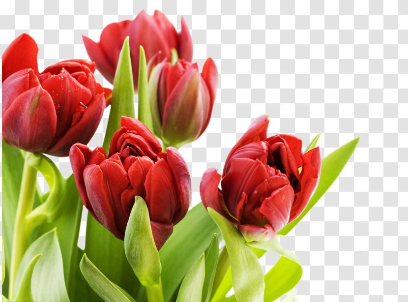 Tulip Flower Display Resolution Wallpaper - Photography - Red Tulips Transparent PNG