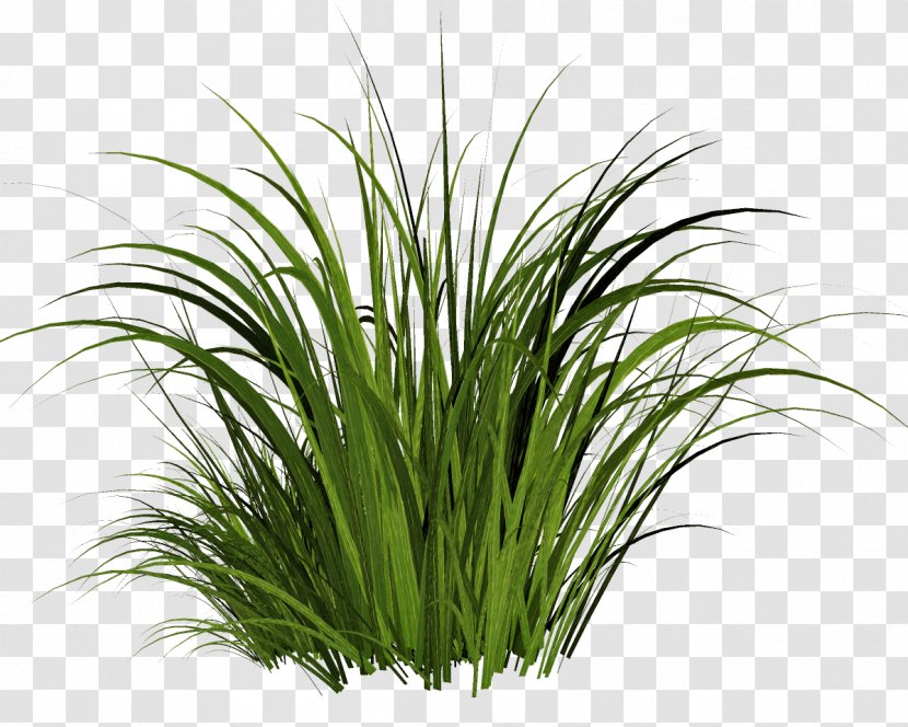 Lawn Rendering Clip Art - Frame - Grass Transparent PNG