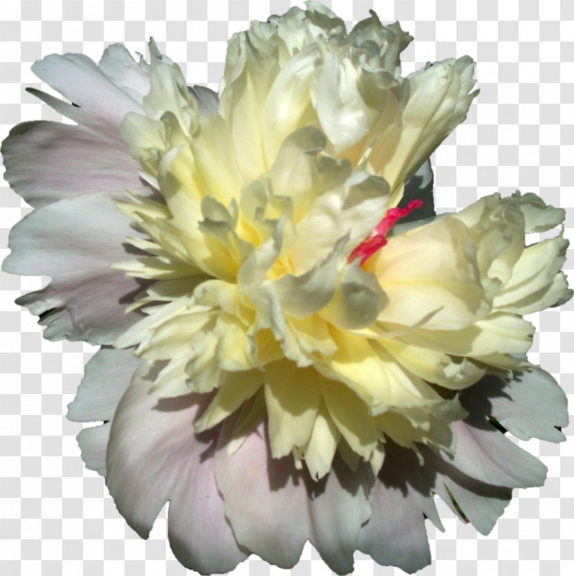 Cut Flowers Peony Download - Peonies Transparent PNG