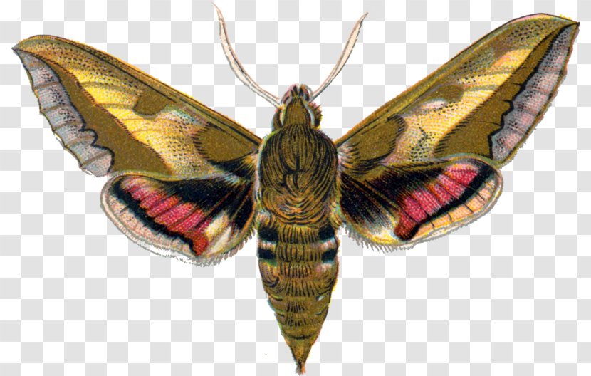 Silkworm Butterfly Spurge Hawk-moth Hawk Moths Manduca - Membrane Winged Insect Transparent PNG