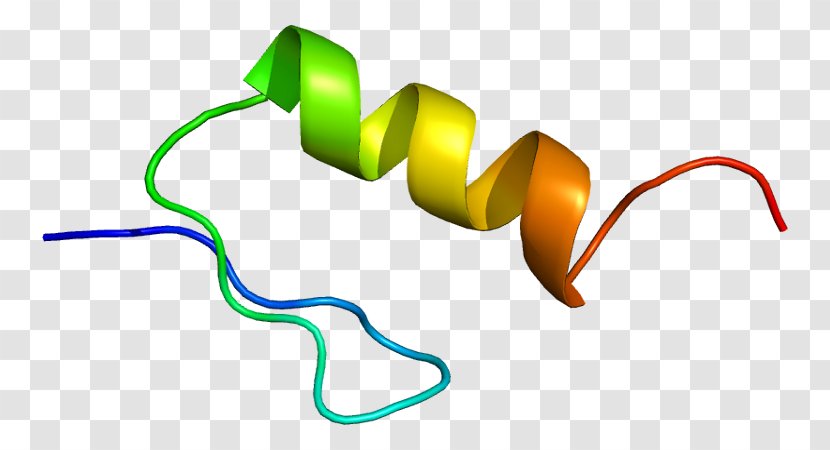 ZFY Zinc Finger Protein Y Chromosome Human Transparent PNG