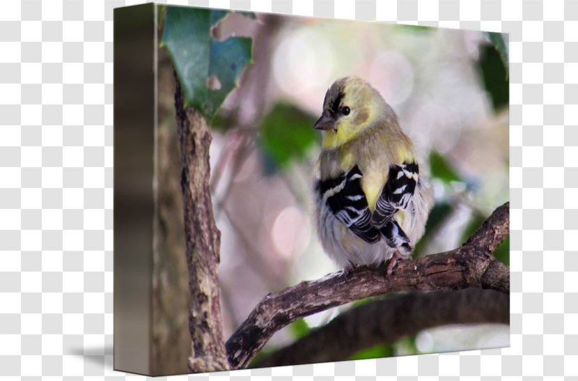 Beak Finches Fauna Wildlife - Bird Transparent PNG