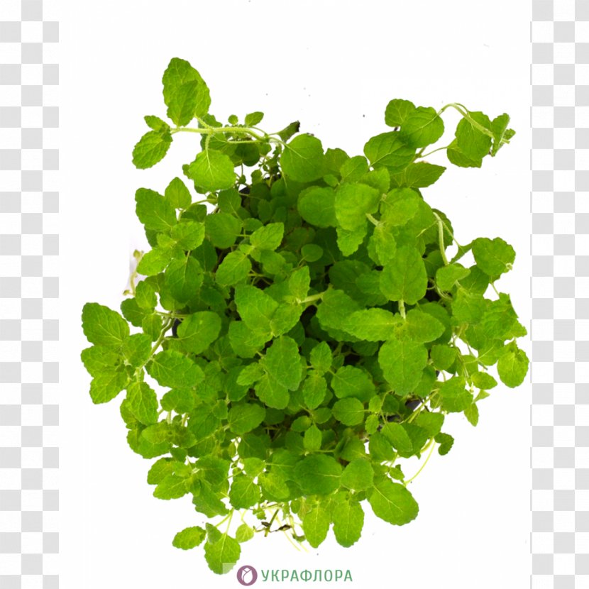 Leaf Herb Annual Plant Shamrock Centella Asiatica - Groundcover Transparent PNG