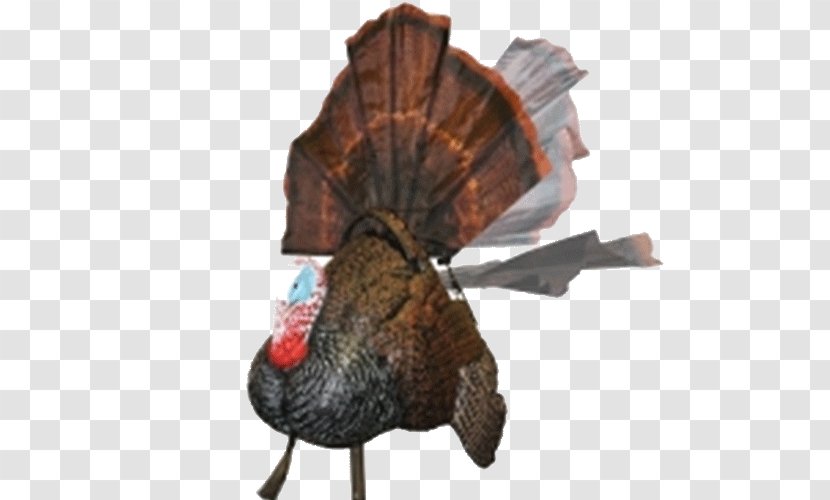 Turkey Hunting Decoy Mallard - Duck Transparent PNG