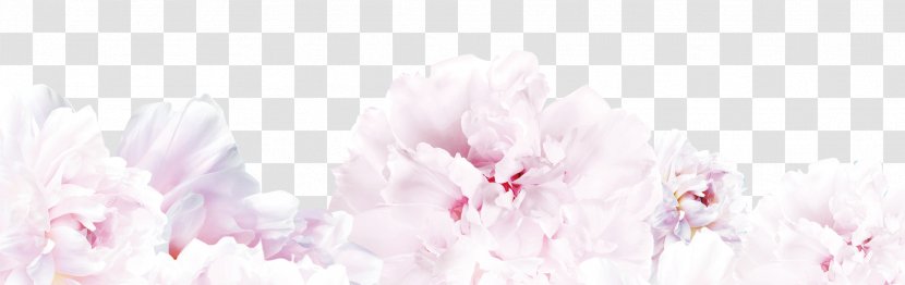 Floral Design Spring Cherry Blossom Cut Flowers - Beauty Transparent PNG