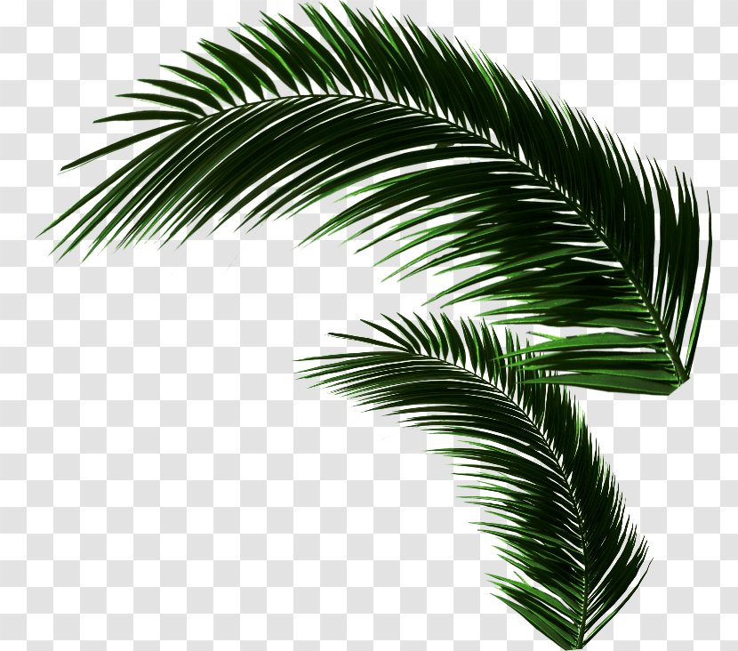 Asian Palmyra Palm Oil Palms Coconut Leaf Borassus - Plant - Fondue Menu Transparent PNG