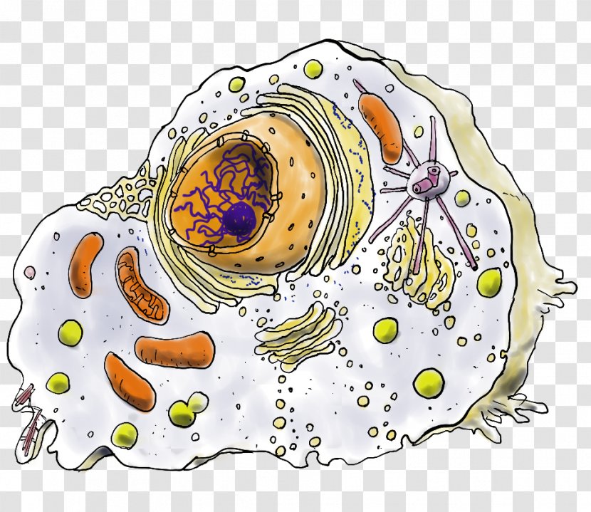 Plant Cell Nucleus Mitochondrion Centrosome - Silhouette - Bacterie Transparent PNG