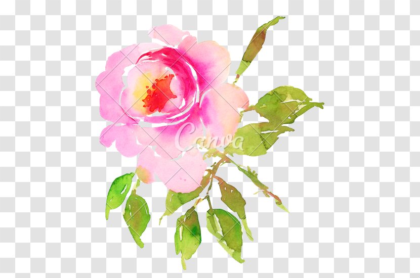 Centifolia Roses Flower Garden - Floristry - Watercolor Transparent PNG