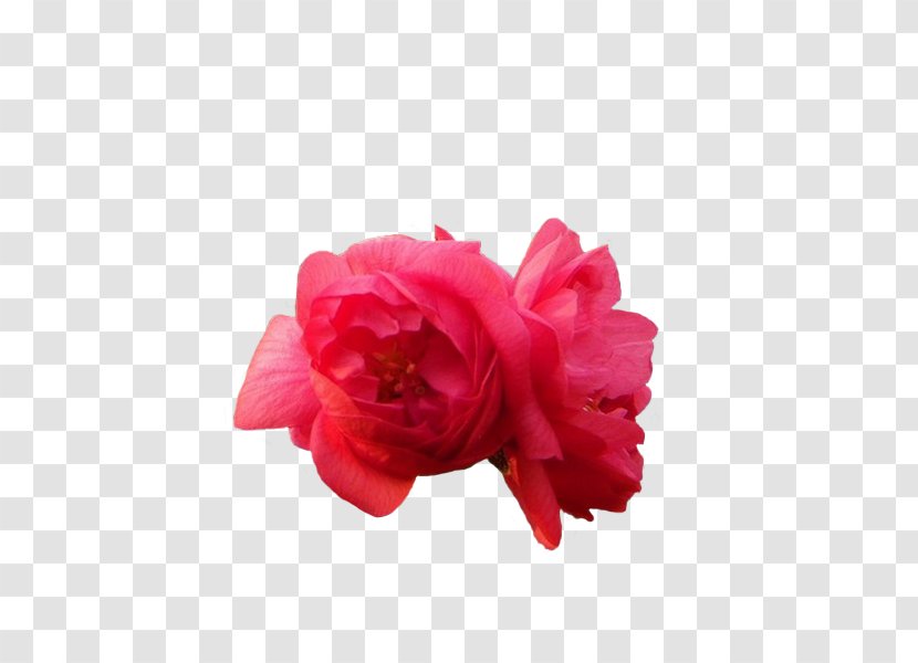 Garden Roses Rosa Chinensis Beach Rose Pink Peony - Red - Flowers,peony,Chinese Rose,plant,Flowers,rose Transparent PNG