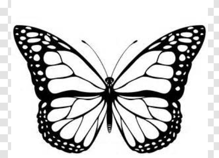 Monarch Butterfly Black And White Clip Art - Pieridae - Cartoon Transparent PNG