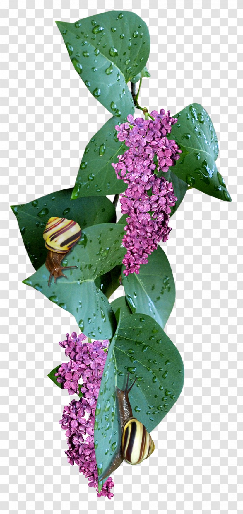 Lilac Blog Archive File - Leaf Transparent PNG