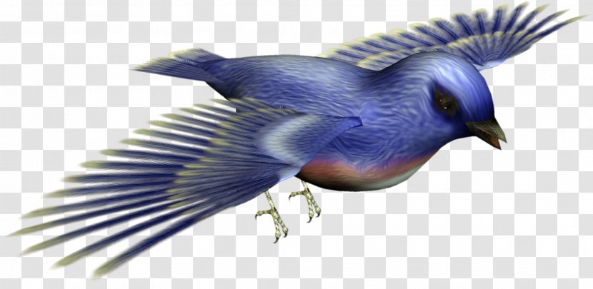 Bird Image Download - Fauna Transparent PNG
