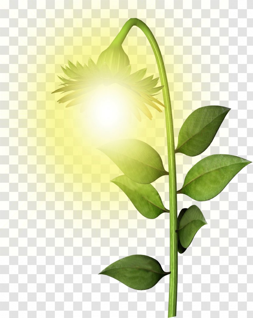 Flower Painting Leaf Still Life Plant Stem - Computer - Brin Transparent PNG