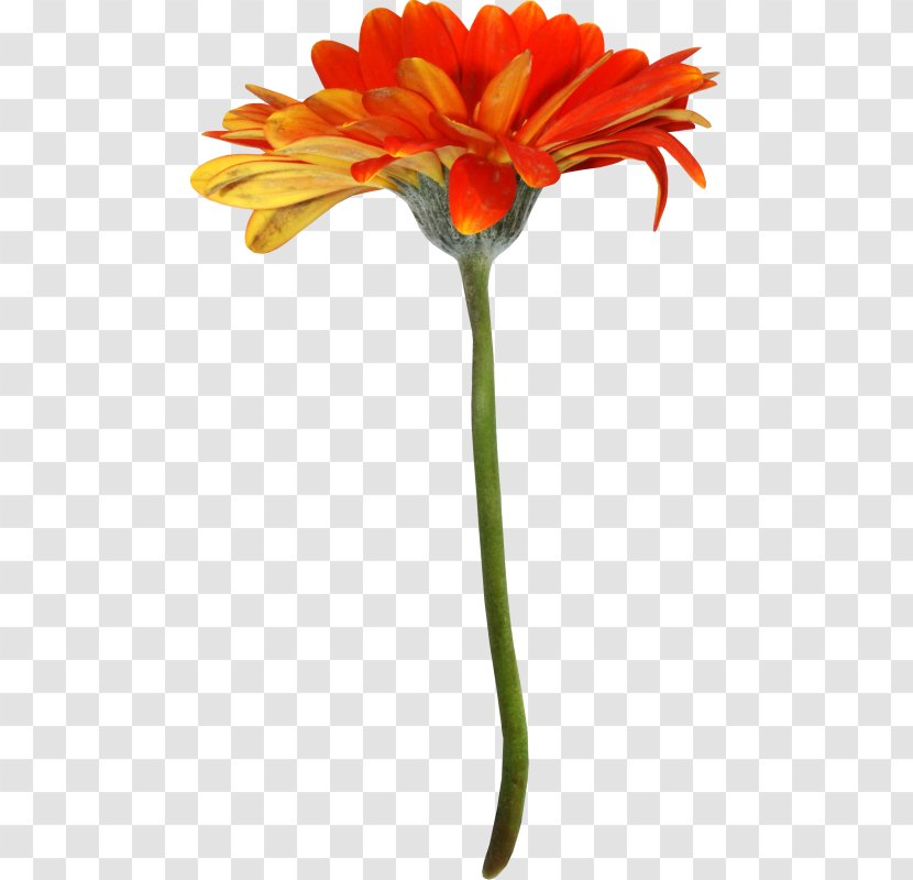 Transvaal Daisy Cut Flowers Petal - Plant Stem - Flower Transparent PNG