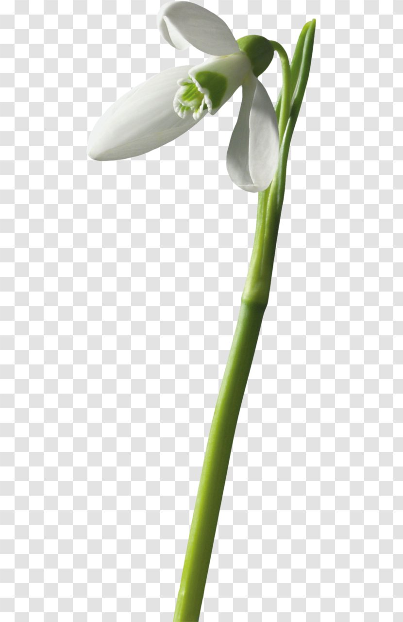 Painting Snowdrop Flower Mixed Gender Download - Gratis Transparent PNG
