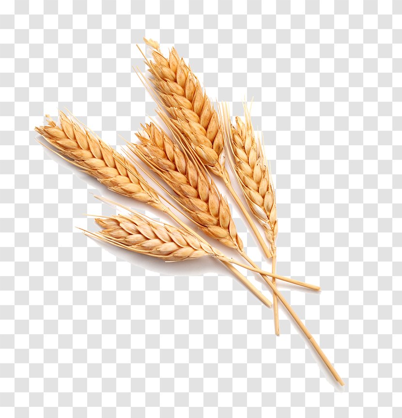 Wheat Stock Photography Food Bread - Emmer Transparent PNG