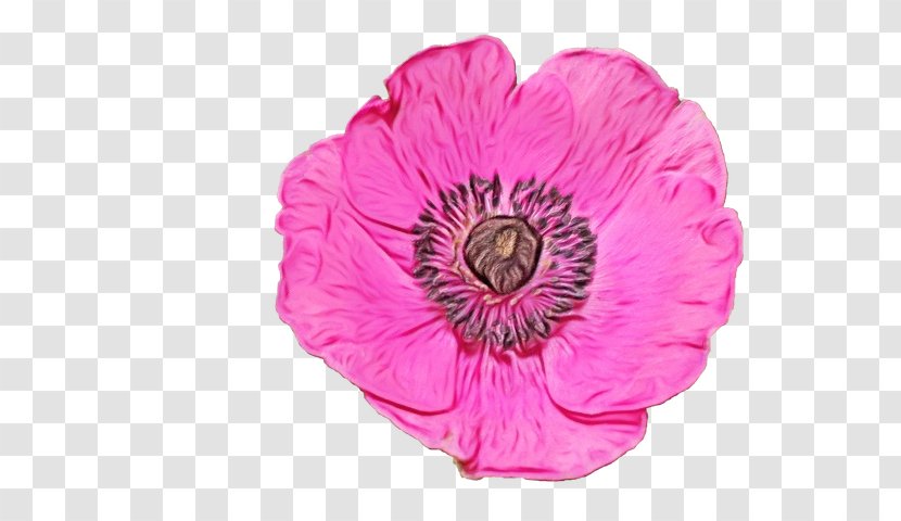 Pink Flower Cartoon - Perennial Plant Anemone Transparent PNG