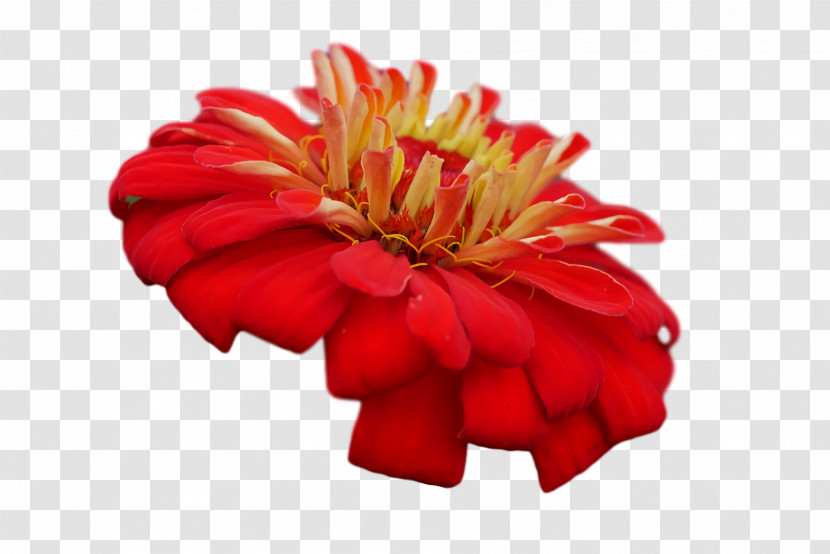 Transvaal Daisy Cut Flowers Chrysanthemum Petal Red Transparent PNG