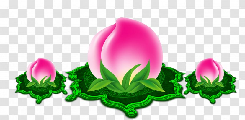 Yunnan Longevity Peach Falun Gong - Flora Transparent PNG