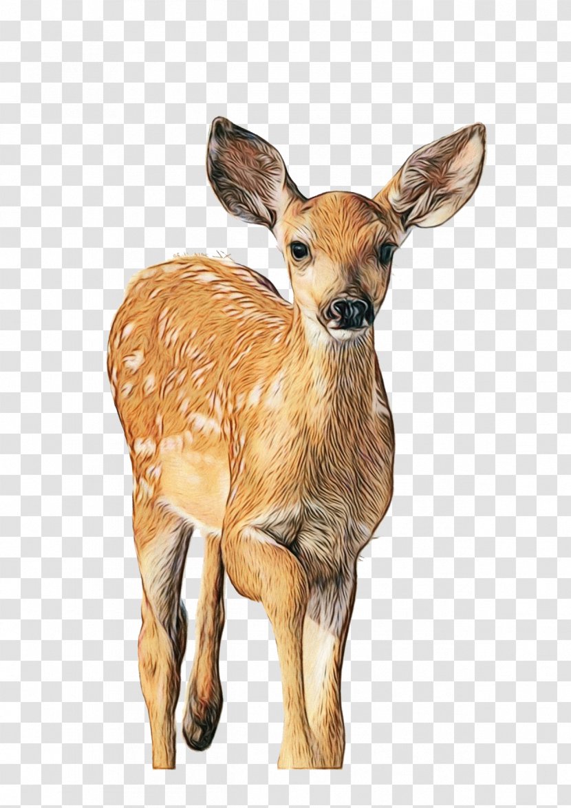 Watercolor Animal - Figure Musk Deer Transparent PNG