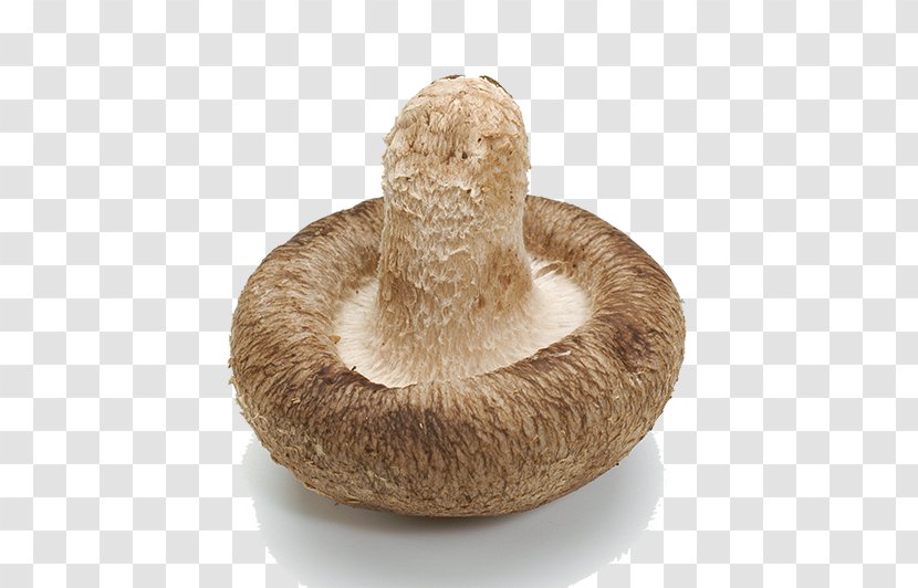 Edible Mushroom Shiitake Food - Inverted Transparent PNG
