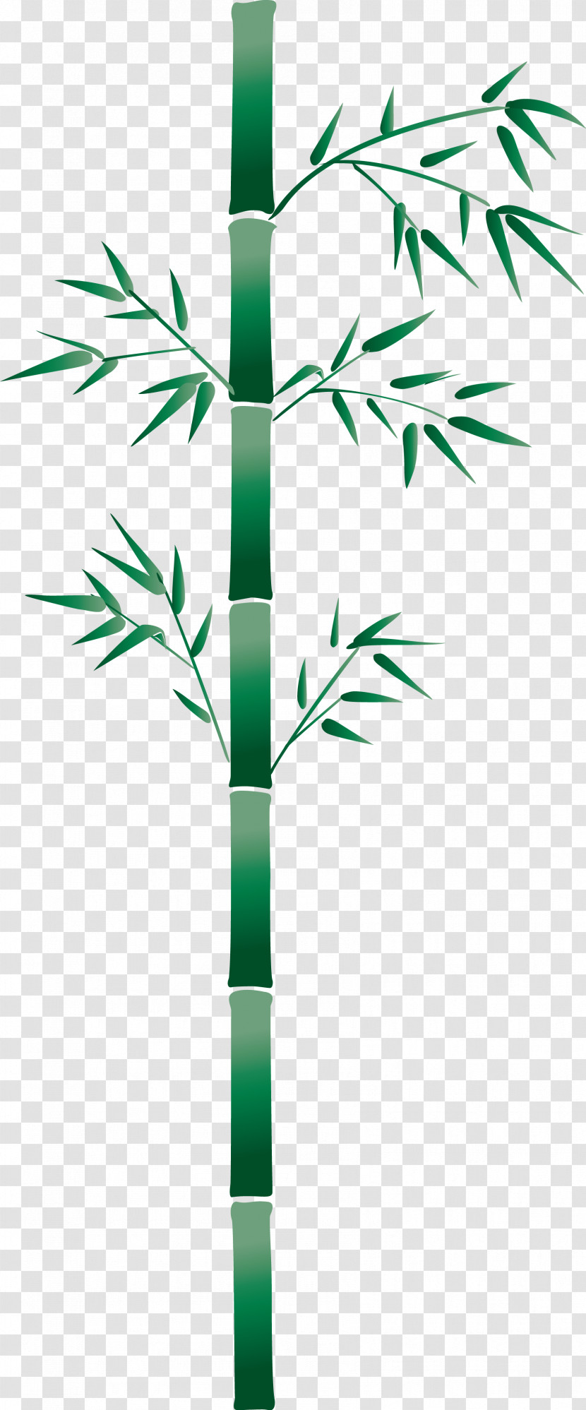 Bamboo Leaf Transparent PNG