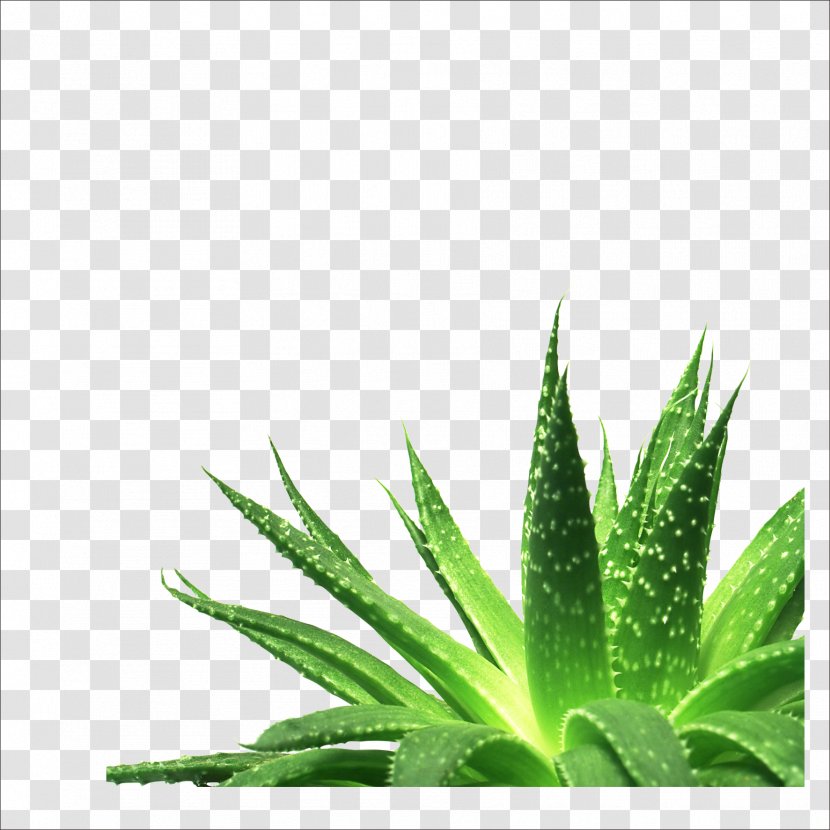 Aloe Vera Nutrient Gel Succulent Plant - Hemp Transparent PNG