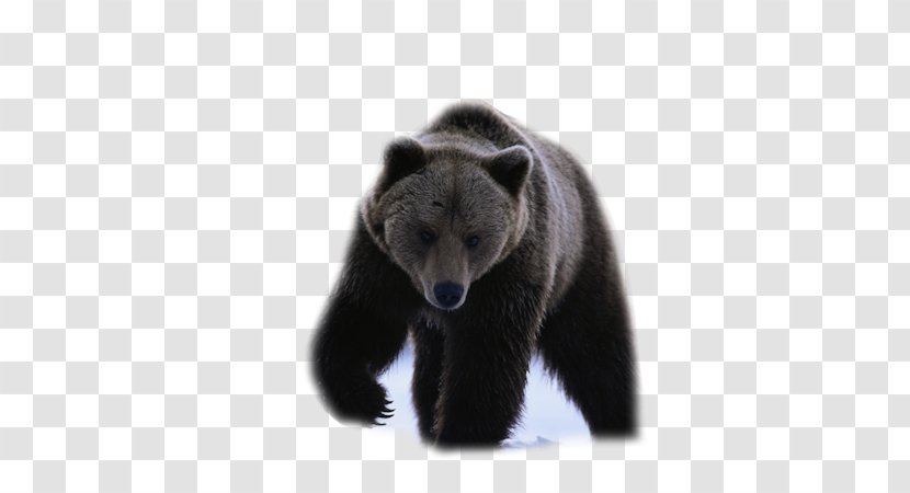 American Black Bear IPhone 8 Desktop Wallpaper Chow Transparent PNG