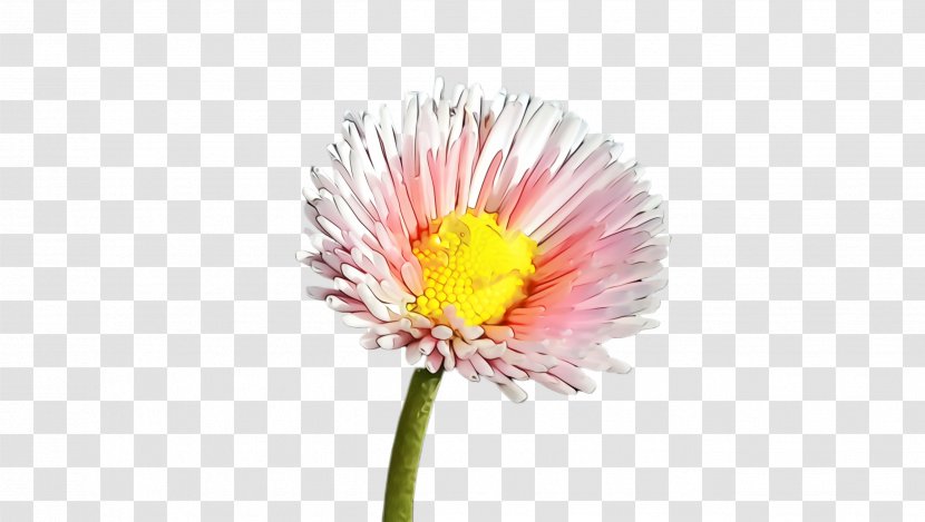 Flower Flowering Plant China Aster Gerbera - Pink - Cut Flowers Yellow Transparent PNG