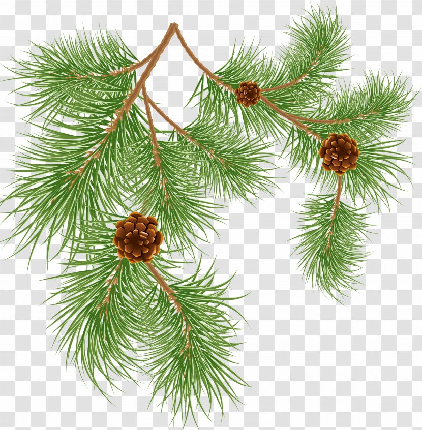 Pinus Aristata Conifer Cone Tree Clip Art - Pine Transparent PNG