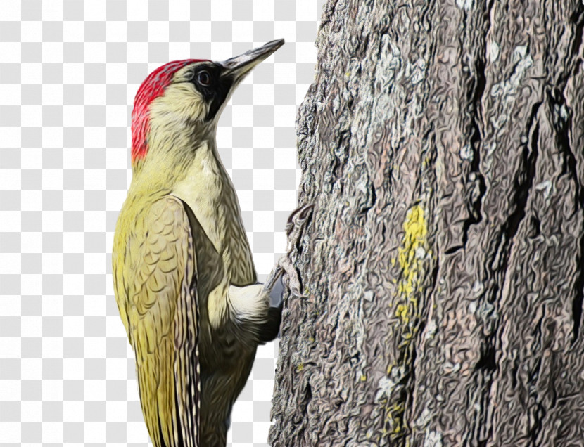 Woodpeckers Piciformes Beak Tree Biology Transparent PNG